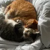 ilovecats_226