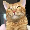 freud_cat