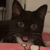 wilyhamm