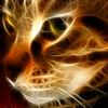 gatozamuray