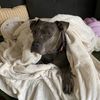 baileythehousehippo