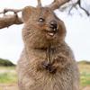 quokka.enthusiast