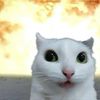 meowsssnup