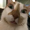 imnotext