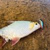 fishingtara