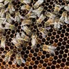 ihbees