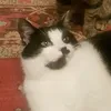 fourcatslife4