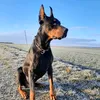 die_mit_den_hunden_geht