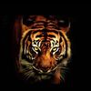 vvip_q8