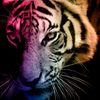 bengalsrule4ever