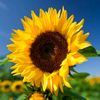 theloveofsunflowers