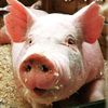 pigsandcandy