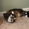 clutter.of.cats