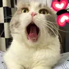 pnjin