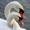 loveyiyi1