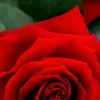 adilflow2