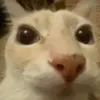 cronkl__00