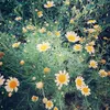 javu_7240