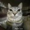 ngohjy