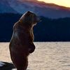 bear60640