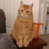 captin_egbert