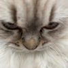 nour.7654