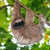 susloth_