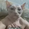 bany2310