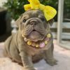 cocbulldogs