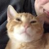 the_cat_fiend