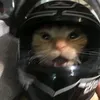 qwwx_meow