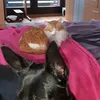 mypetsandme8