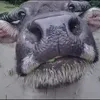 ngphnann