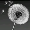 pi271292