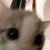 murrrr.1
