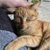 wannamammakunquat