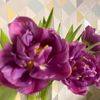 masha_vlasyuk