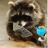 poker_raccoon