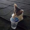 hamba_uang.id