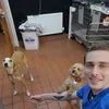 kiwikings
