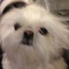 zoebought