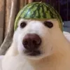 megustan.los.perros