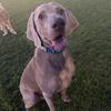 max_theweimaraner