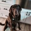 chancethechocolatelab