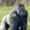 thegreyape59