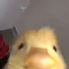 duckyy394