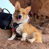 corgibucks01