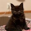 le_mew_meow