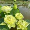 nguyenthihongtham85
