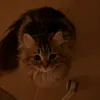 bbunpop